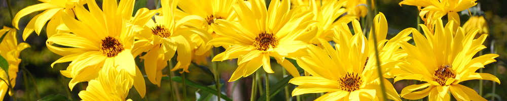 Blumen im Garten